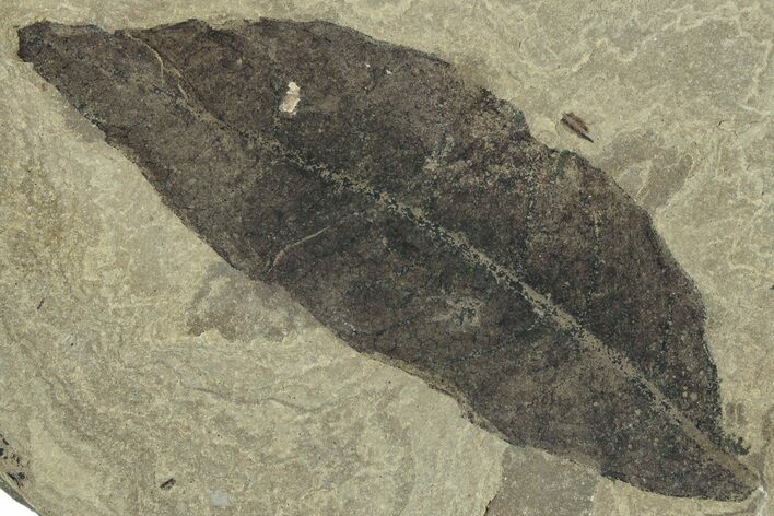 Fossil Laurel Leaf (Persea) - Green River Formation, Utah #323392